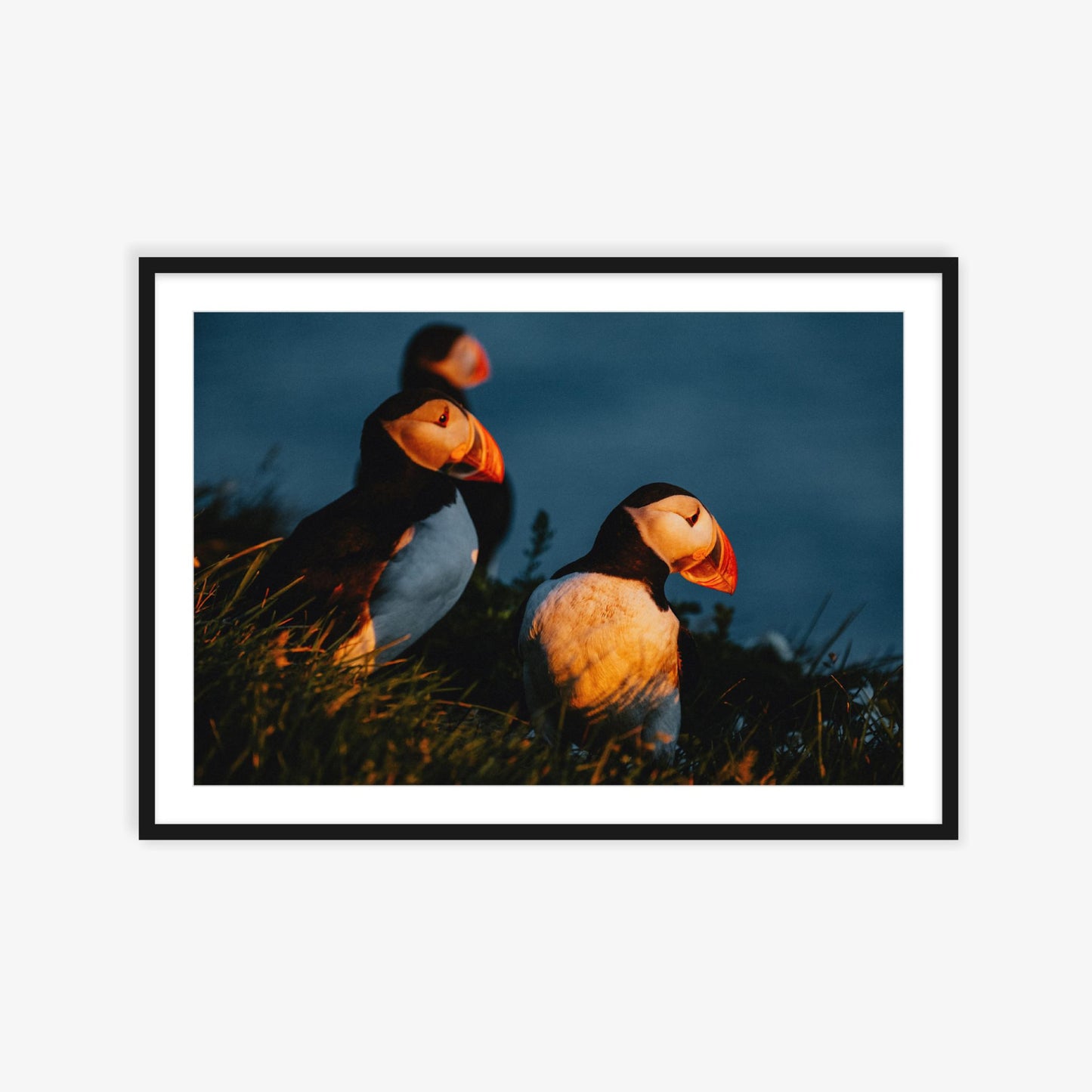 Puffins in the West Fjords
