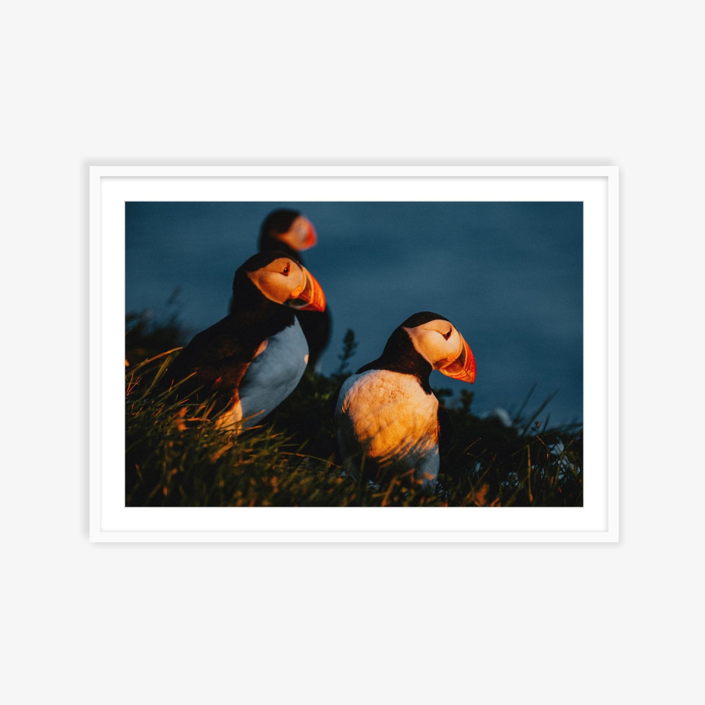 Puffins in the West Fjords