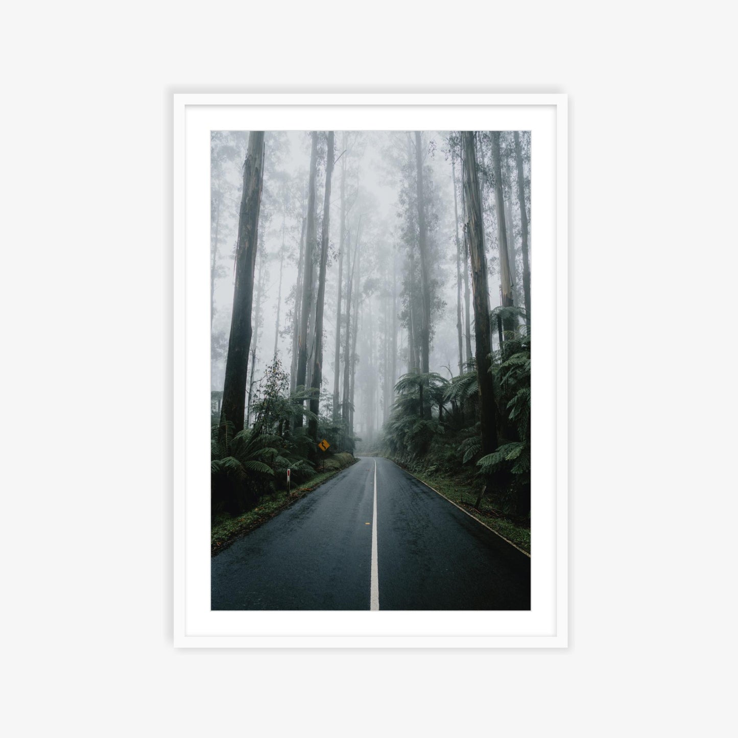 Drives through the Black Spur