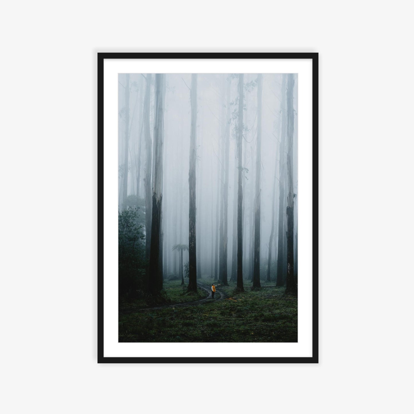 Black Spur wandering