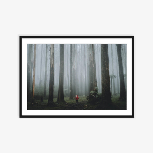 Foggy mornings in the Black Spur