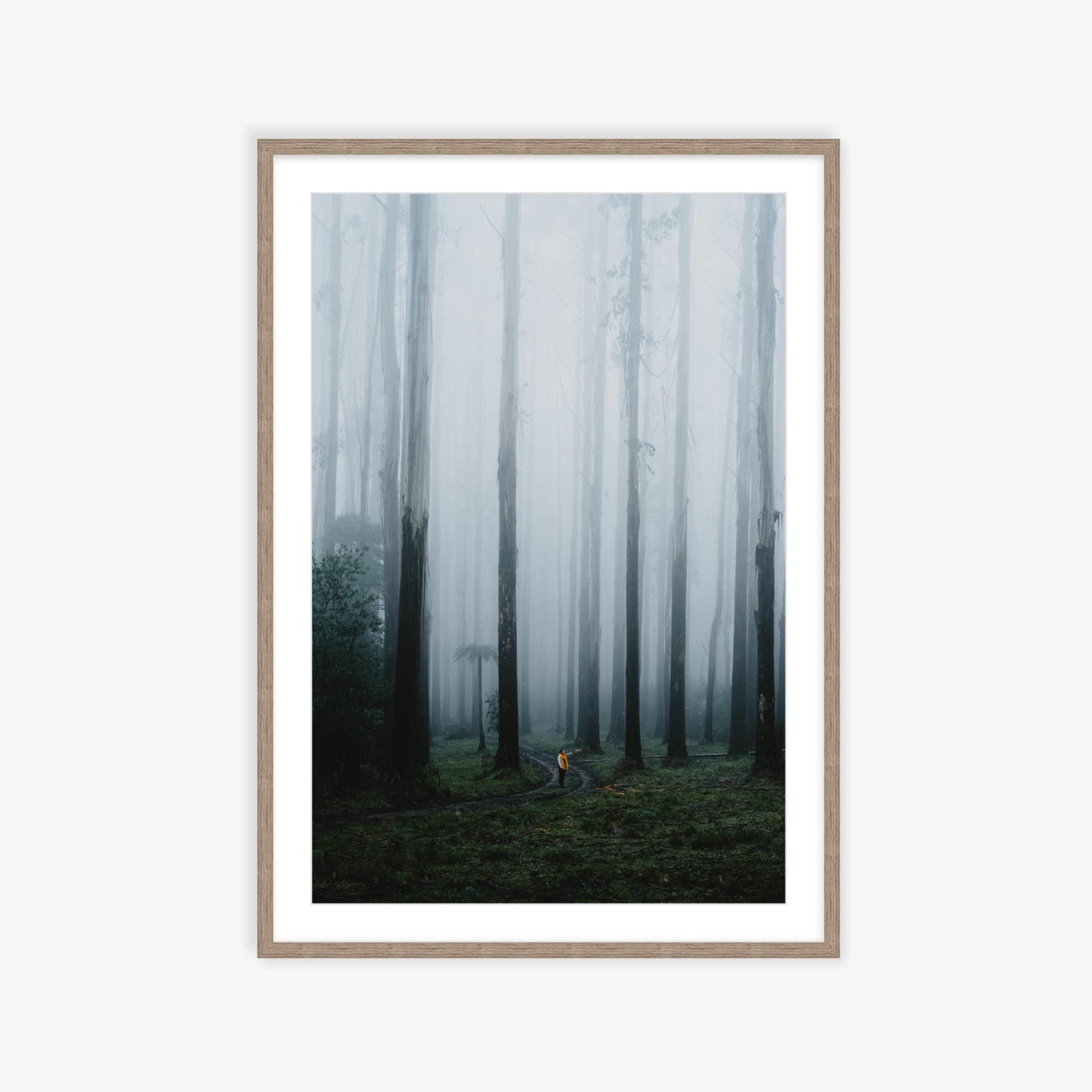 Black Spur wandering