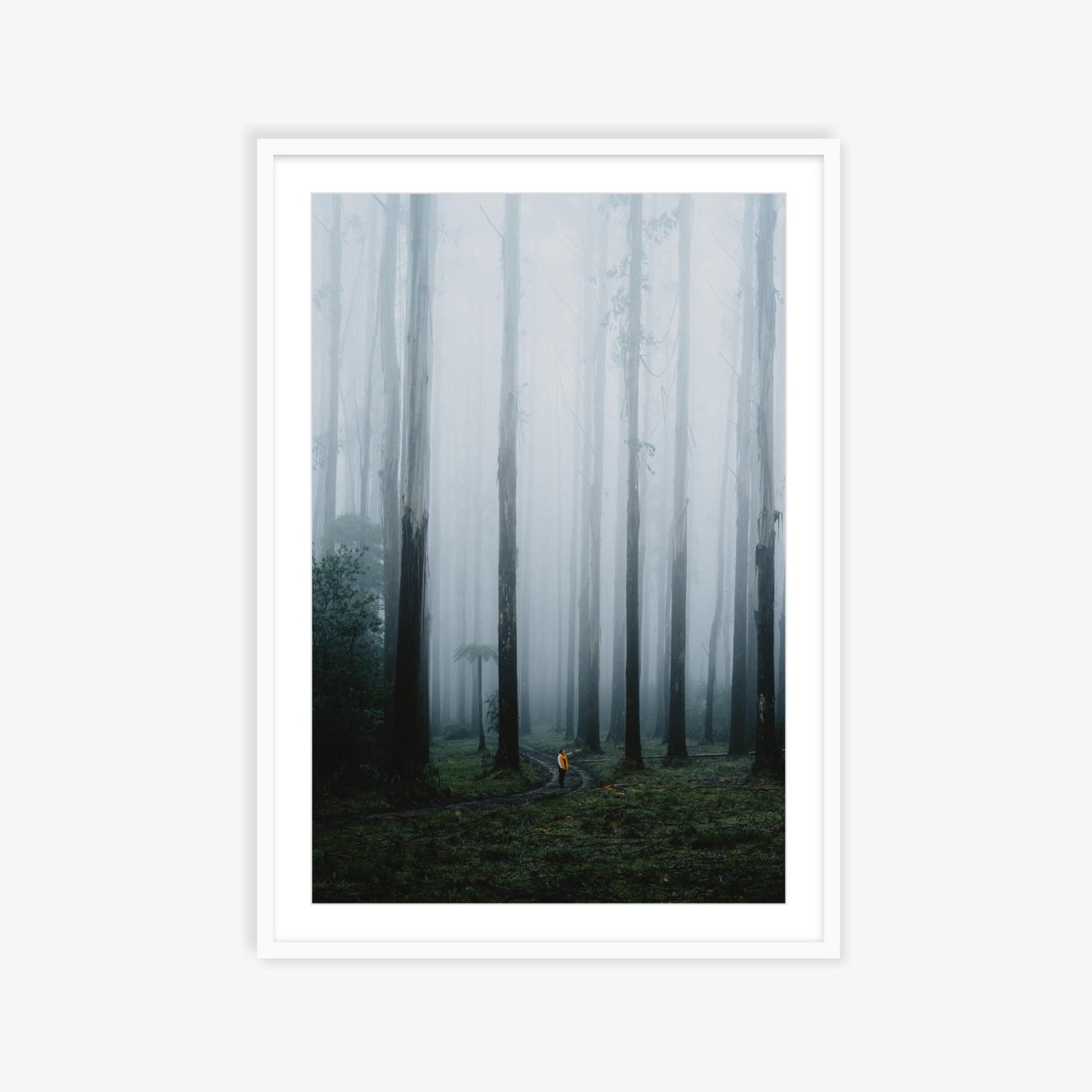 Black Spur wandering