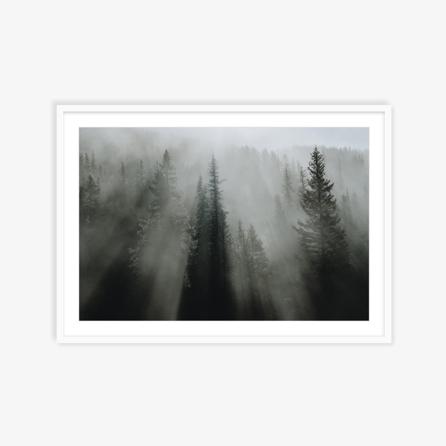 Beams through the pines